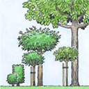 Bild växande träd Fig. 4